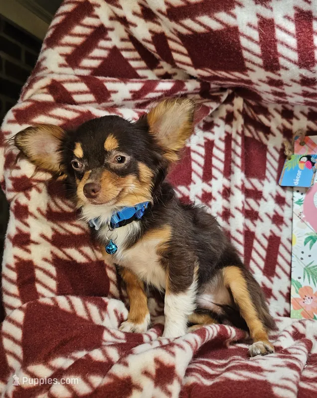 Quincy (Tri LH Small) – Chihuahua puppy for sale in New York City, NY