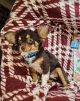 Quincy (Tri LH Small), a male Chihuahua for sale in New York City, NY – 1 of 7
