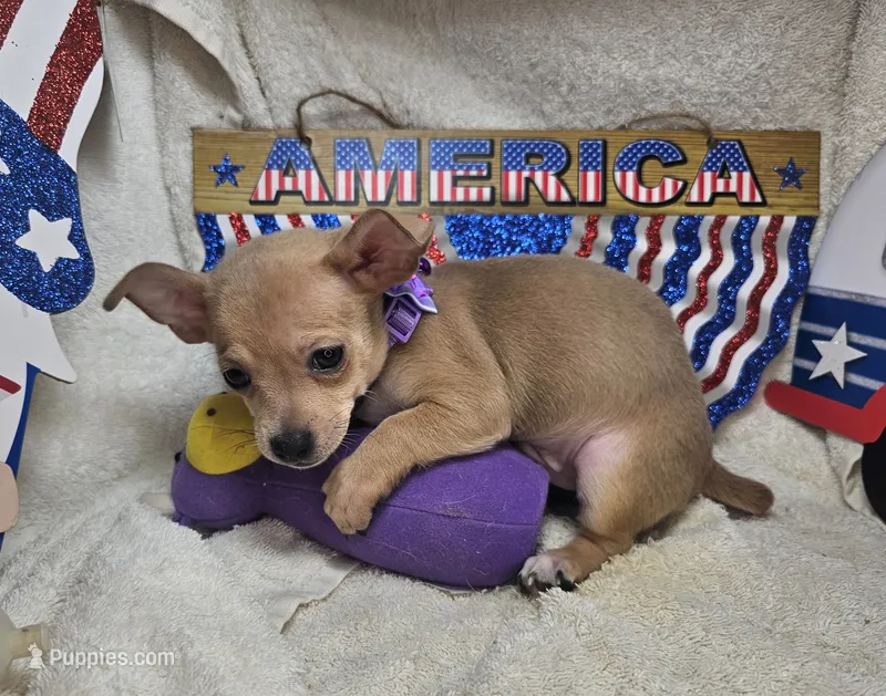 Angelo (traditional tan) – Chihuahua puppy for sale in New York City, NY