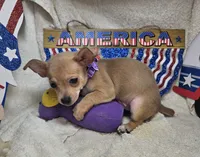 Angelo (traditional tan), a male Chihuahua for sale in New York City, NY – 1 of 10