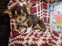 Quincy (Tri LH Small), a male Chihuahua for sale in New York City, NY – 5 of 7