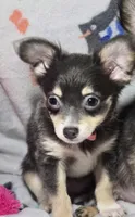 Goldie (F LH T-cup), a female Chihuahua for sale in New York City, NY – 3 of 7