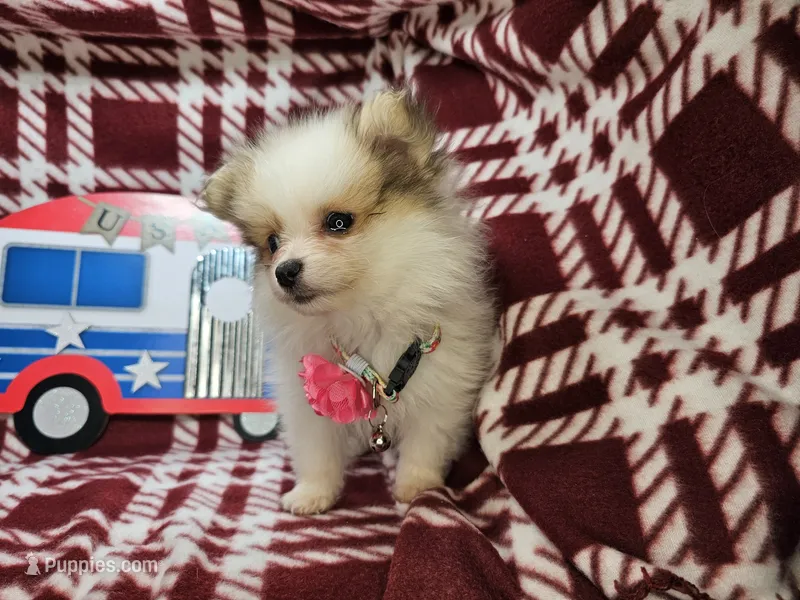 Frieda (small 4.5lbs) – Pomeranian puppy for sale in New York City, NY
