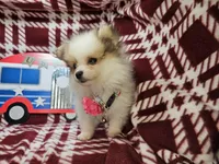 Frieda (small 4.5lbs), a female Pomeranian for sale in New York City, NY – 1 of 5