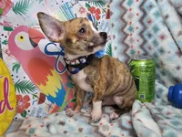 Emanuel (Brindle), a male Chihuahua for sale in New York City, NY – 2 of 6