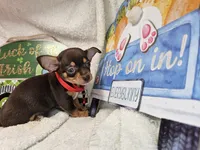 Amadeus (Chocolate Tri), a male Chihuahua for sale in New York City, NY – 2 of 5