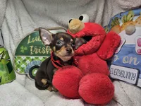 Amadeus (Chocolate Tri), a male Chihuahua for sale in New York City, NY – 1 of 5