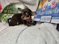 Amadeus (Chocolate Tri), a male Chihuahua for sale in New York City, NY – 3 of 5
