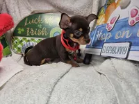 Amadeus (Chocolate Tri), a male Chihuahua for sale in New York City, NY – 5 of 5