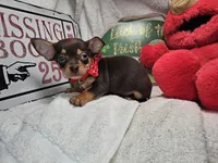 Amadeus (Chocolate Tri), a male Chihuahua for sale in New York City, NY – 4 of 5