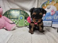 Sally (Choc & Red), a female Yorkshire Terrier for sale in New York City, NY – 3 of 5