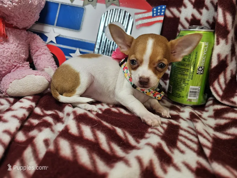 Odessa (small 4 lb) – Chihuahua puppy for sale in New York City, NY