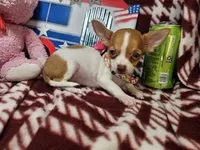 Odessa (small 4 lb), a female Chihuahua for sale in New York City, NY – 1 of 4