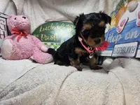 Sally (Choc & Red), a female Yorkshire Terrier for sale in New York City, NY – 2 of 5