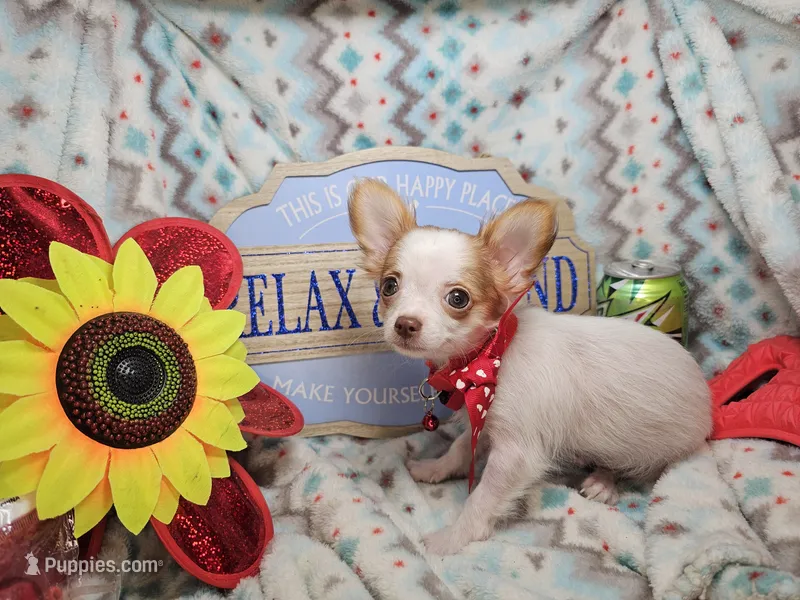 Cricket (LH) T-cup – Chihuahua puppy for sale in New York City, NY