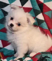 Dominion (Peke-Pom), a male Pekingese and Pomeranian for sale in New York City, NY – Photo 3 of 4