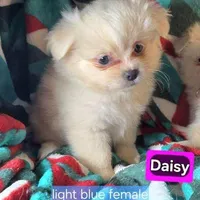 Dominion (Peke-Pom), a male Pekingese and Pomeranian for sale in New York City, NY – Photo 3 of 4