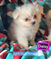 Dominion (Peke-Pom), a male Pekingese and Pomeranian for sale in New York City, NY – Photo 2 of 4