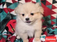 Dominion (Peke-Pom), a male Pekingese and Pomeranian for sale in New York City, NY – Photo 4 of 4