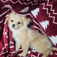 Dominion (Peke-Pom), a male Pekingese and Pomeranian for sale in New York City, NY – Photo 2 of 4