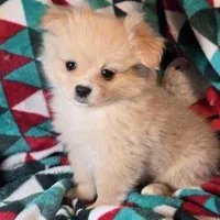 Dominion (Peke-Pom), a male Pekingese and Pomeranian for sale in New York City, NY – Photo 1 of 4