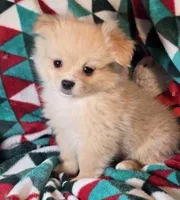 Dominion (Peke-Pom), a male Pekingese and Pomeranian for sale in New York City, NY – Photo 1 of 4