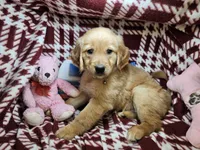 Buffy (F), a female Golden Retriever for sale in New York City, NY – 5 of 5