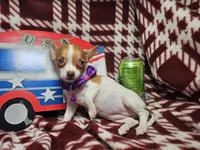 Odessa (hold)(small 4 ⅓ lb), a female Chihuahua for sale in New York City, NY – 6 of 10