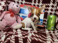 Odessa (small 4 lb), a female Chihuahua for sale in New York City, NY – 4 of 4