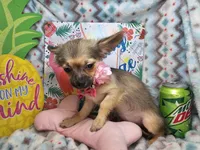Fawn  LH (Toy 4.5 lbs), a female Chihuahua for sale in New York City, NY – 7 of 8