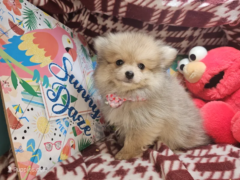 Tawny (Small 4½ lbs) – Pomeranian puppy for sale in New York City, NY