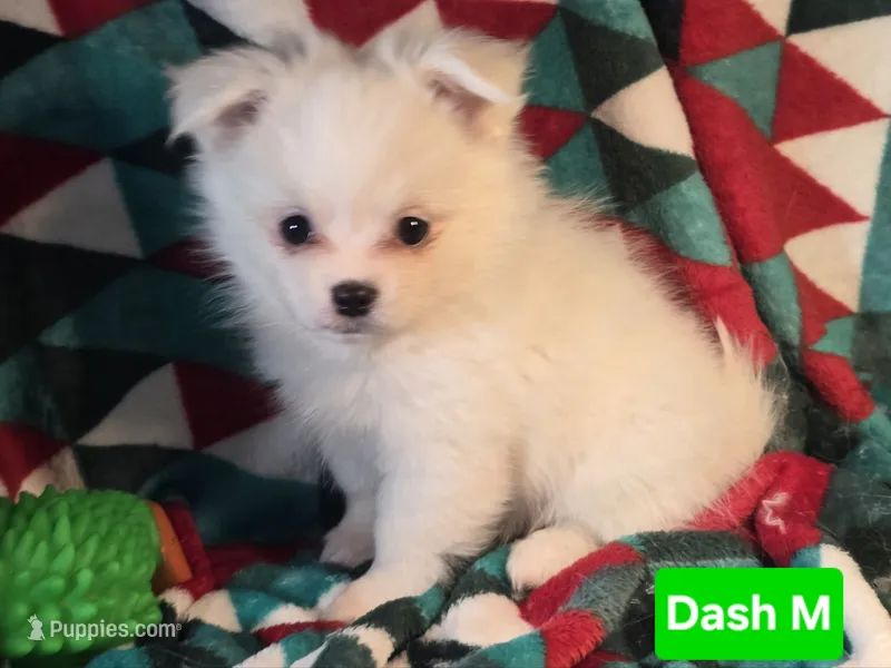 Dash (Pom + Peke)
