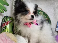 Iris (small) (Tri-color), a female Pomeranian for sale in New York City, NY – 2 of 6