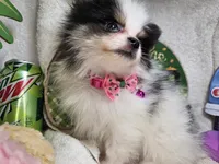 Iris (small) (Tri-color), a female Pomeranian for sale in New York City, NY – 3 of 6