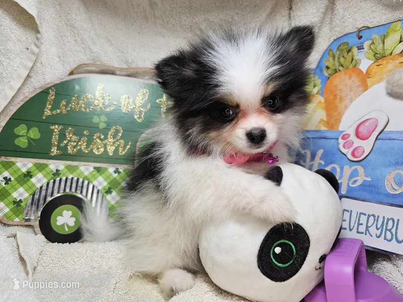 Iris (small) (Tri-color), a female Pomeranian for sale in New York City, NY – 1 of 6