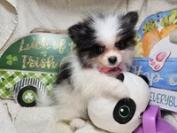 Iris (small) (Tri-color), a female Pomeranian for sale in New York City, NY – 1 of 6