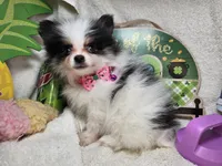 Iris (small) (Tri-color), a female Pomeranian for sale in New York City, NY – 4 of 6