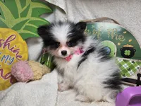 Iris (small) (Tri-color), a female Pomeranian for sale in New York City, NY – 6 of 6