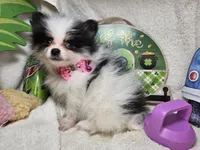 Iris (small) (Tri-color), a female Pomeranian for sale in New York City, NY – 5 of 6