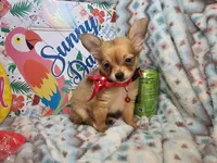 Expresso (LH), a male Chihuahua for sale in New York City, NY – 3 of 6