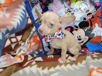 Hitchcock, a male Chihuahua for sale in New York City, NY – Photo 3 of 4