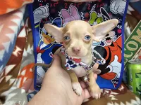 Hitchcock, a male Chihuahua for sale in New York City, NY – Photo 2 of 4