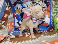 Hitchcock, a male Chihuahua for sale in New York City, NY – Photo 4 of 4