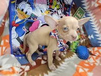 Hitchcock, a male Chihuahua for sale in New York City, NY – Photo 1 of 4