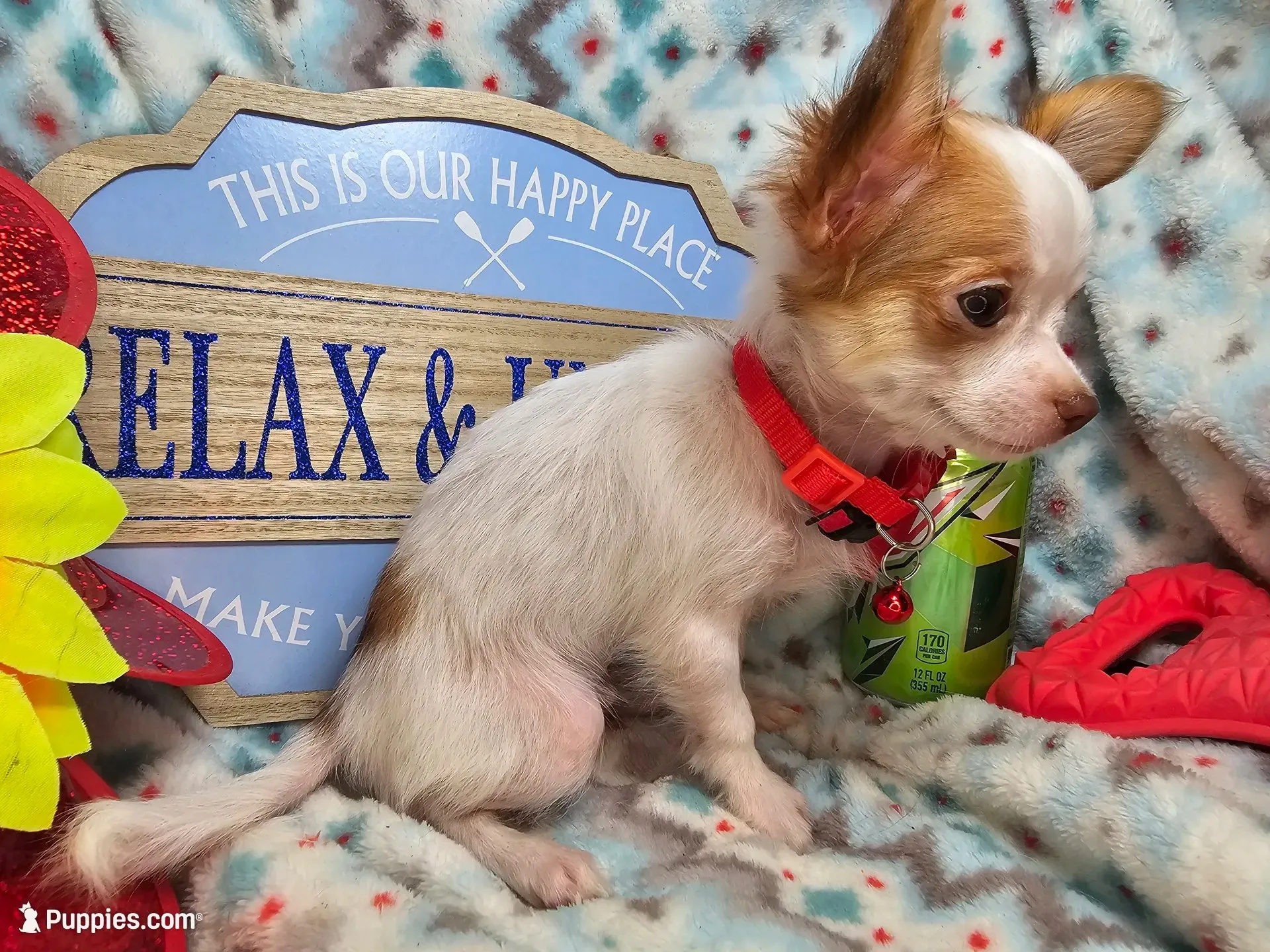 Cricket (LH) T-cup, a male Chihuahua for sale in New York City, NY – 2 of 5