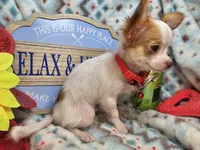 Cricket (LH)(4½ lbs), a male Chihuahua for sale in New York City, NY – 2 of 5