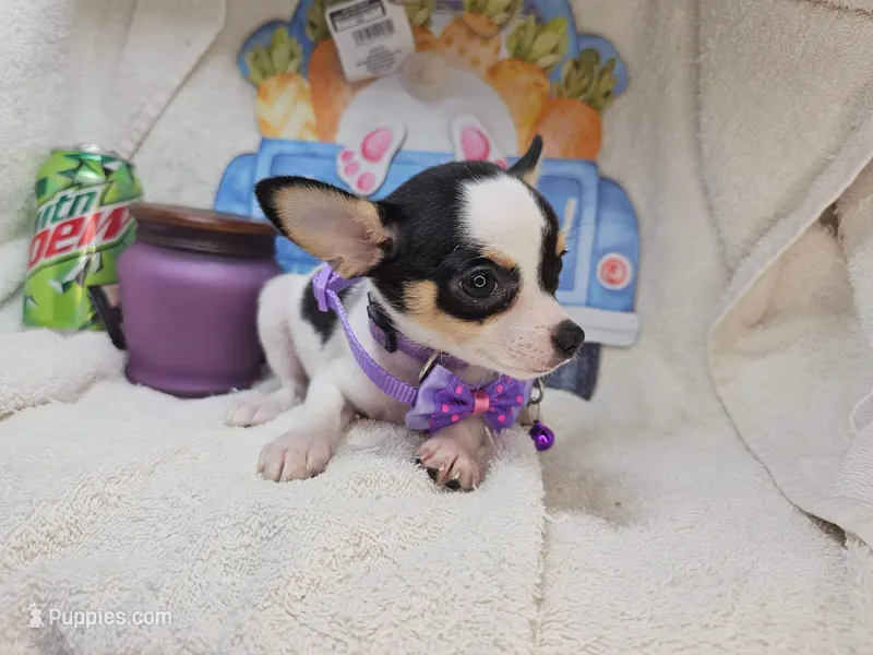 Khaleesi (Tri) – Chihuahua puppy for sale in New York City, NY