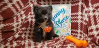 Lex, a male Pomeranian for sale in New York City, NY – 2 of 6