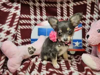 Goldie (F LH T-cup), a female Chihuahua for sale in New York City, NY – 6 of 7