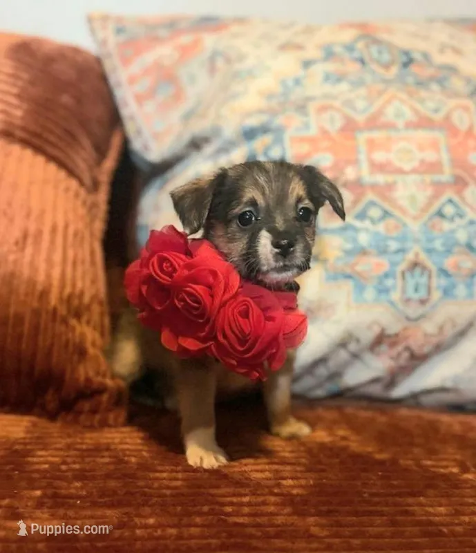 Rose (Small)